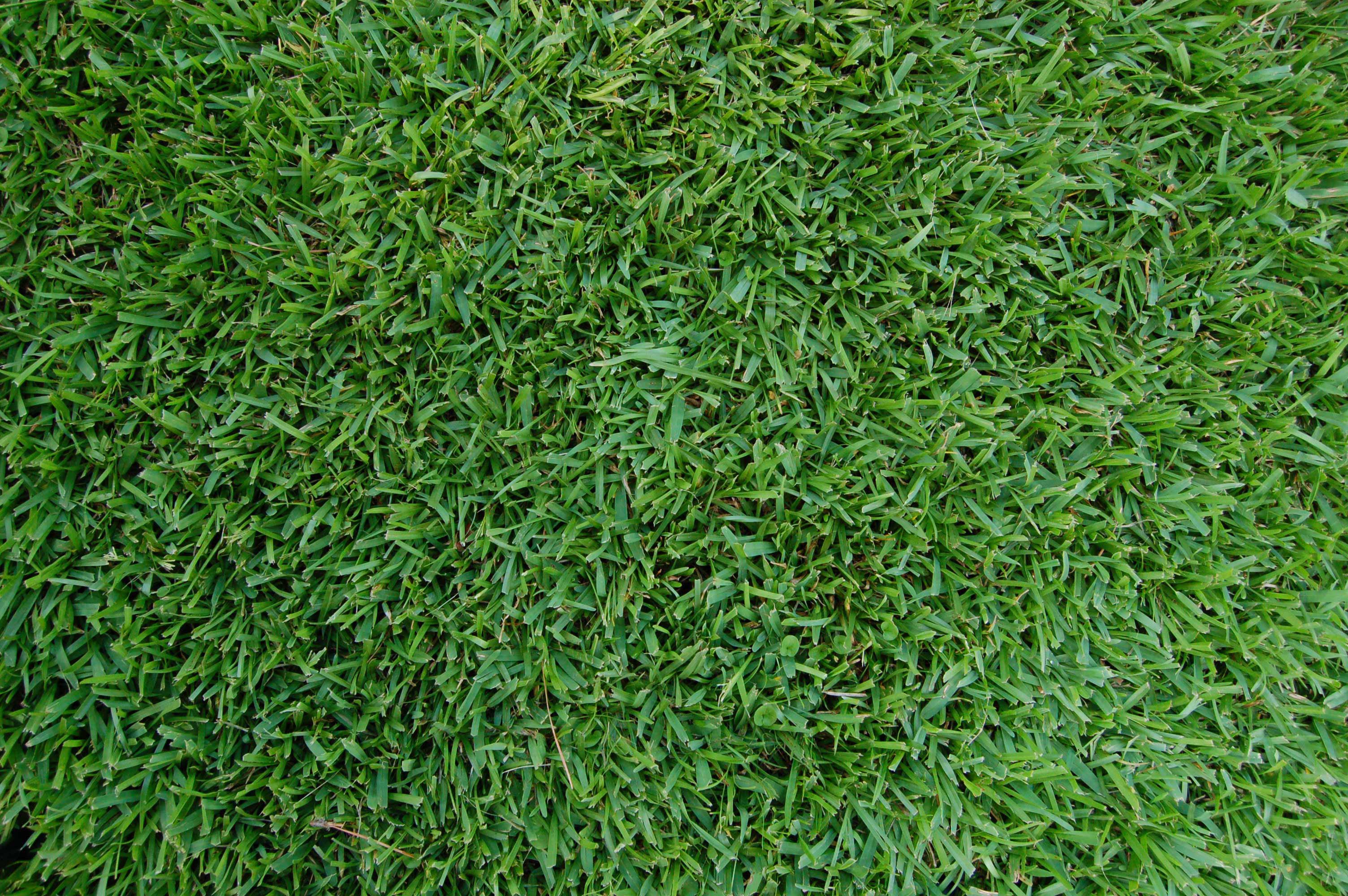 grass.jpg